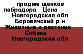 продам щенков лабрадора › Цена ­ 15 000 - Новгородская обл., Боровичский р-н Животные и растения » Собаки   . Новгородская обл.